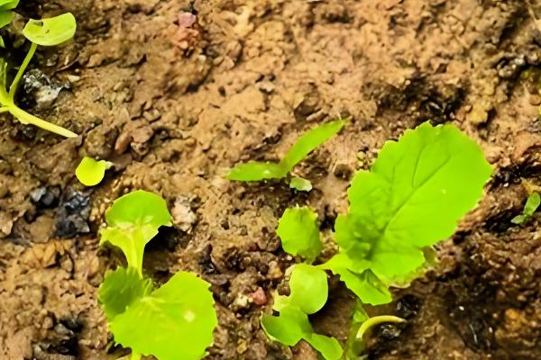 白菜蚜虫怎么防治，撒施草木灰的效果较好