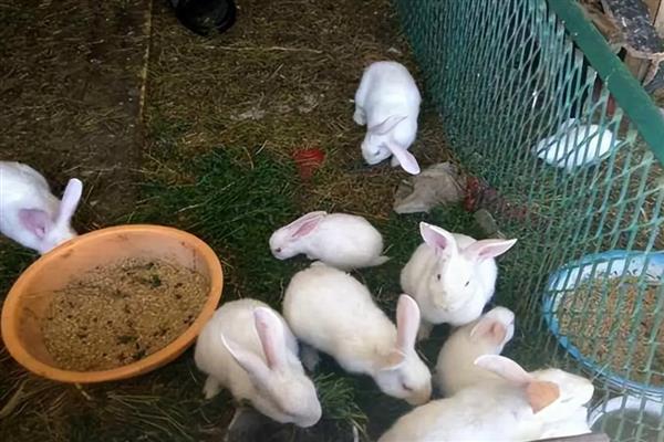养殖兔子的注意事项,不可饲喂霉变的饲料