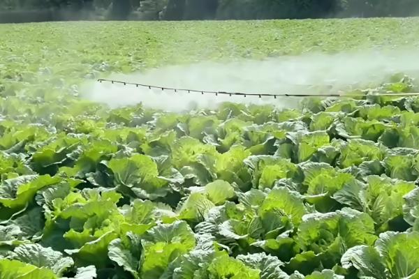 白菜蚜虫怎么防治，撒施草木灰的效果较好