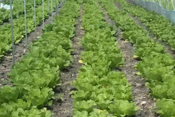 白菜蚜虫怎么防治，撒施草木灰的效果较好