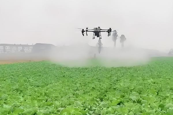 白菜蚜虫怎么防治，撒施草木灰的效果较好