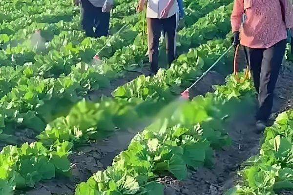 白菜蚜虫怎么防治，撒施草木灰的效果较好