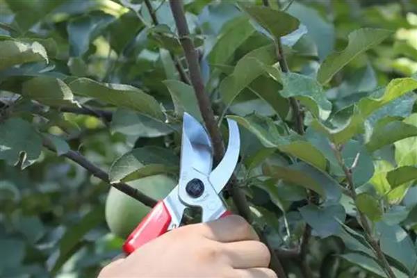 剪枝后怎么处理伤口，涂抹草木灰可避免感染细菌