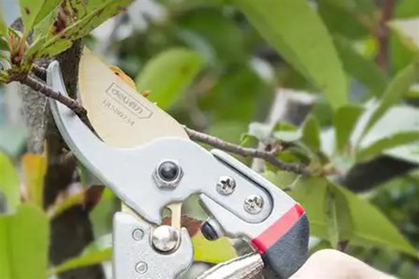 剪枝后怎么处理伤口，涂抹草木灰可避免感染细菌