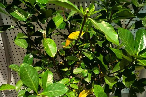 剪枝后怎么处理伤口，涂抹草木灰可避免感染细菌