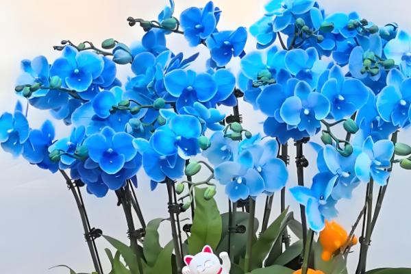 四月什么花开得最盛，有牡丹花、蝴蝶兰等