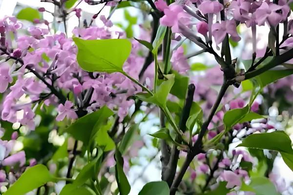 四月什么花开得最盛，有牡丹花、蝴蝶兰等