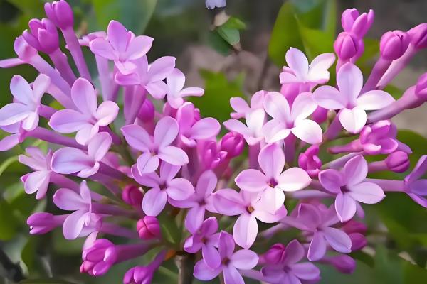 四月什么花开得最盛，有牡丹花、蝴蝶兰等