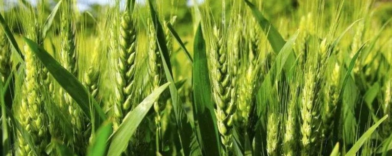 冬小麦节水保墒的措施，要改进地面灌溉技术