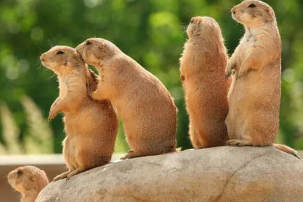 动物的交流方式，信息素、声音、动作均可起到交流作用