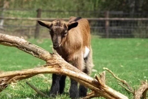 动物的交流方式，信息素、声音、动作均可起到交流作用