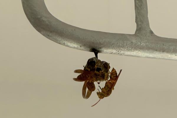 家里招马蜂的原因，可能是周围环境适合筑巢