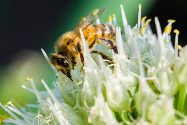 动物的交流方式，信息素、声音、动作均可起到交流作用