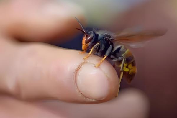 家里招马蜂的原因，可能是周围环境适合筑巢