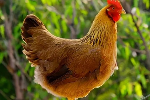 动物的交流方式，信息素、声音、动作均可起到交流作用