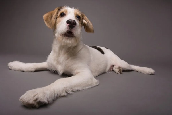 动物的交流方式，信息素、声音、动作均可起到交流作用