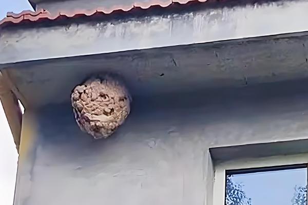 家里招马蜂的原因，可能是周围环境适合筑巢