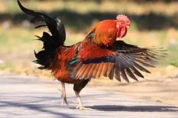 动物的交流方式，信息素、声音、动作均可起到交流作用