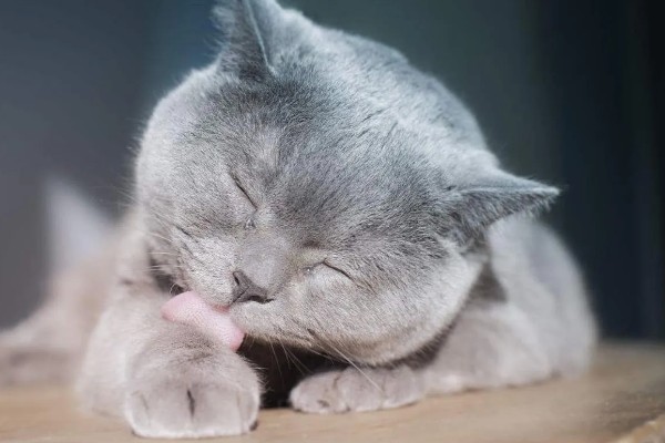 动物的交流方式，信息素、声音、动作均可起到交流作用