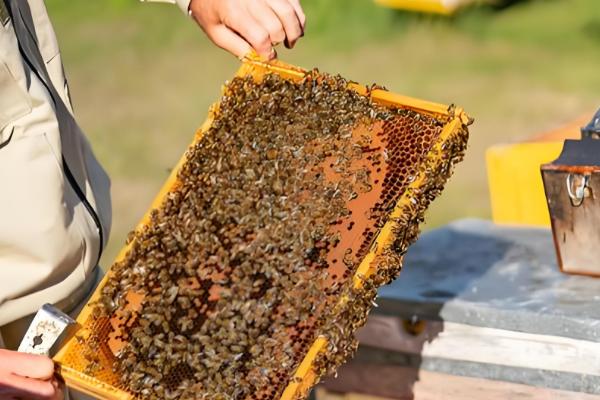 中蜂喂糖不能超过几天,不要超过60天左右