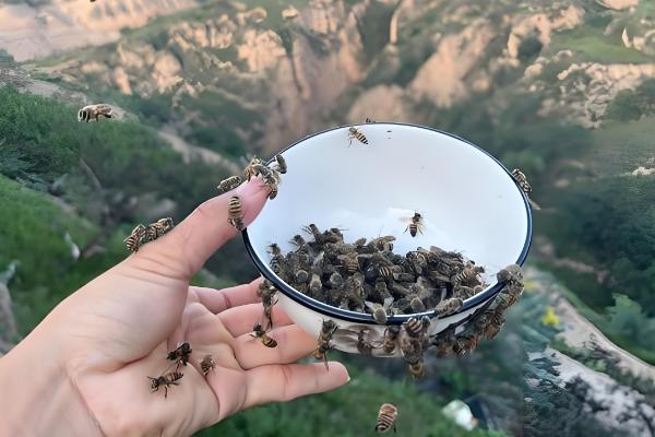 中蜂喂糖不能超过几天,不要超过60天左右