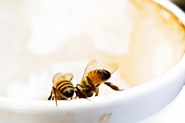 中蜂喂糖不能超过几天,不要超过60天左右