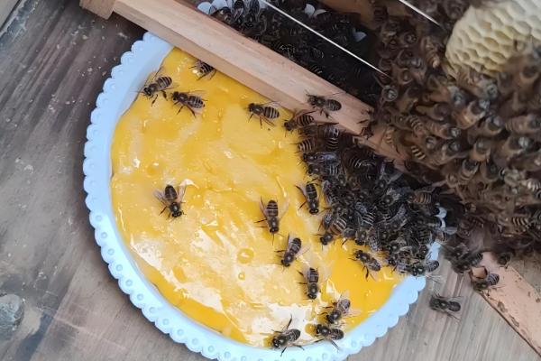中蜂喂糖不能超过几天,不要超过60天左右