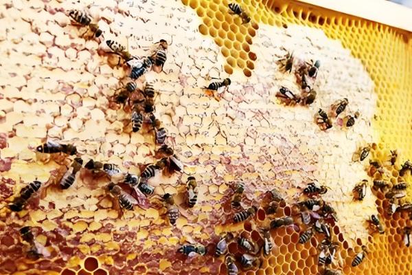 中蜂喂糖不能超过几天,不要超过60天左右