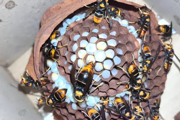 家里招马蜂的原因，可能是周围环境适合筑巢