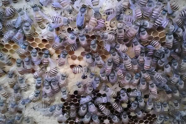 中蜂喂糖不能超过几天,不要超过60天左右