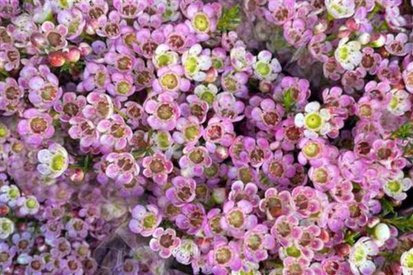 澳梅是染色的吗，并不是都是染色的