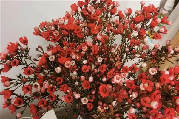 澳梅是染色的吗，并不是都是染色的