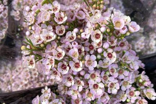 澳梅是染色的吗，并不是都是染色的