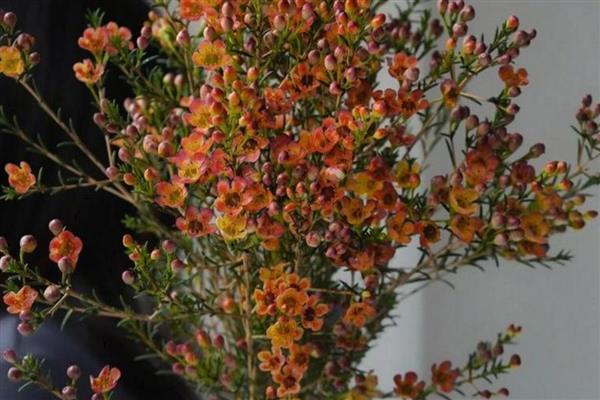 澳梅是染色的吗，并不是都是染色的