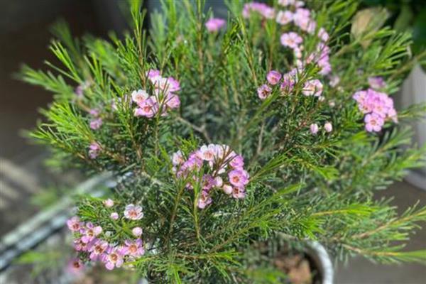 澳梅是染色的吗，并不是都是染色的