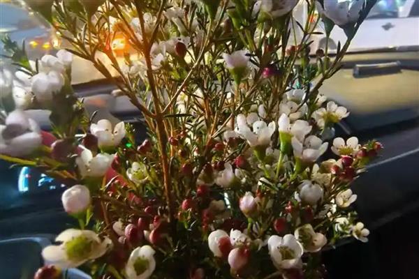 澳梅是染色的吗，并不是都是染色的