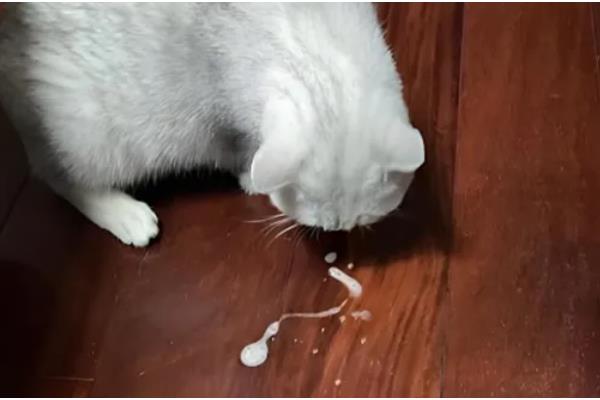 猫咪呕吐白色泡沫怎么处理，需要控制猫咪的饮食