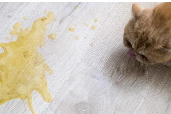 猫咪呕吐白色泡沫怎么处理，需要控制猫咪的饮食