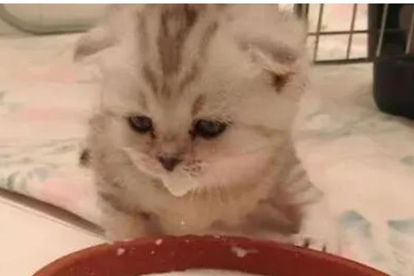 猫咪呕吐白色泡沫怎么处理，需要控制猫咪的饮食