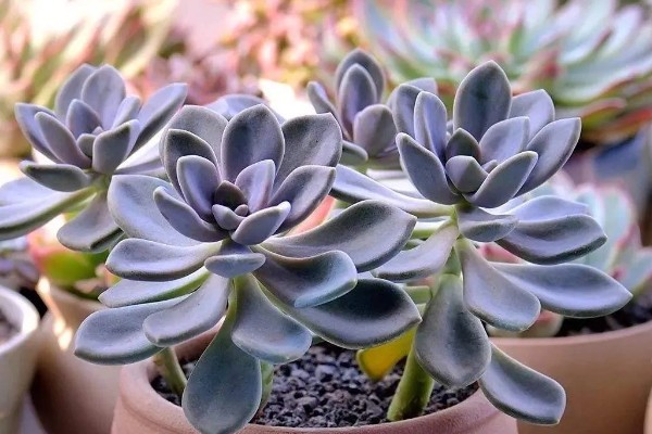 冬美人多肉夏天会休眠吗，夏季会进入休眠的状态