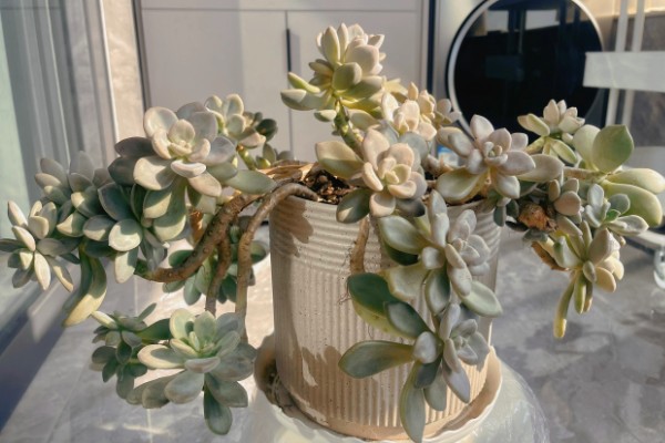 冬美人多肉夏天会休眠吗，夏季会进入休眠的状态