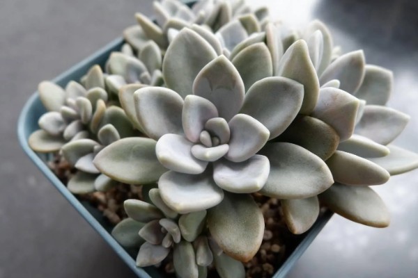 冬美人多肉夏天会休眠吗，夏季会进入休眠的状态