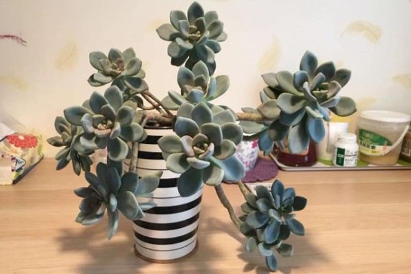 冬美人多肉夏天会休眠吗，夏季会进入休眠的状态