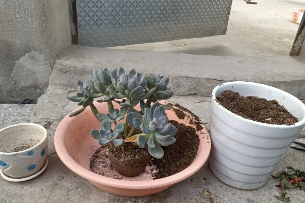 冬美人多肉夏天会休眠吗，夏季会进入休眠的状态