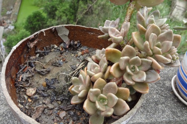 冬美人多肉夏天会休眠吗，夏季会进入休眠的状态