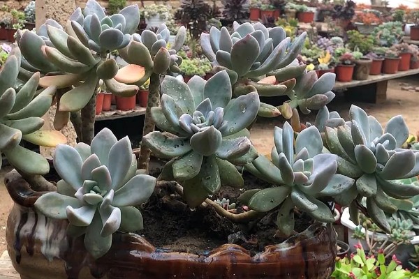 冬美人多肉夏天会休眠吗，夏季会进入休眠的状态