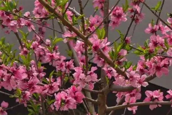 春天哪些树木会开花,桃树、梨树等品种在春季进入花期