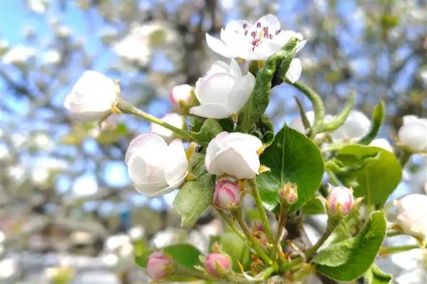 春天哪些树木会开花,桃树、梨树等品种在春季进入花期