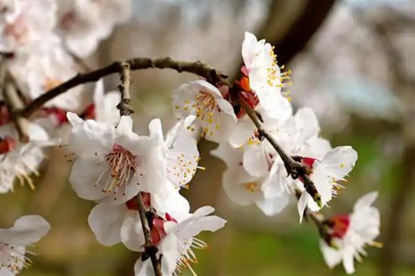 春天哪些树木会开花,桃树、梨树等品种在春季进入花期