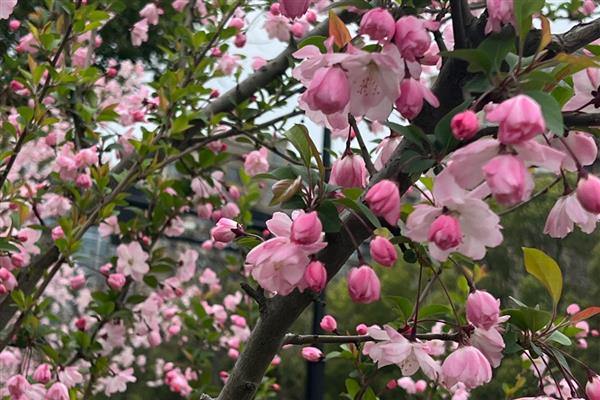 春天哪些树木会开花,桃树、梨树等品种在春季进入花期